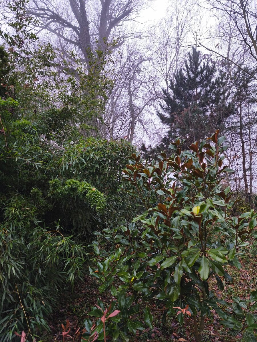 Stále zelené keře a stromy - 3