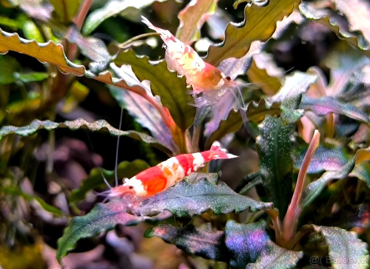 Krevetky CARIDINA RED CRYSTAL - 3