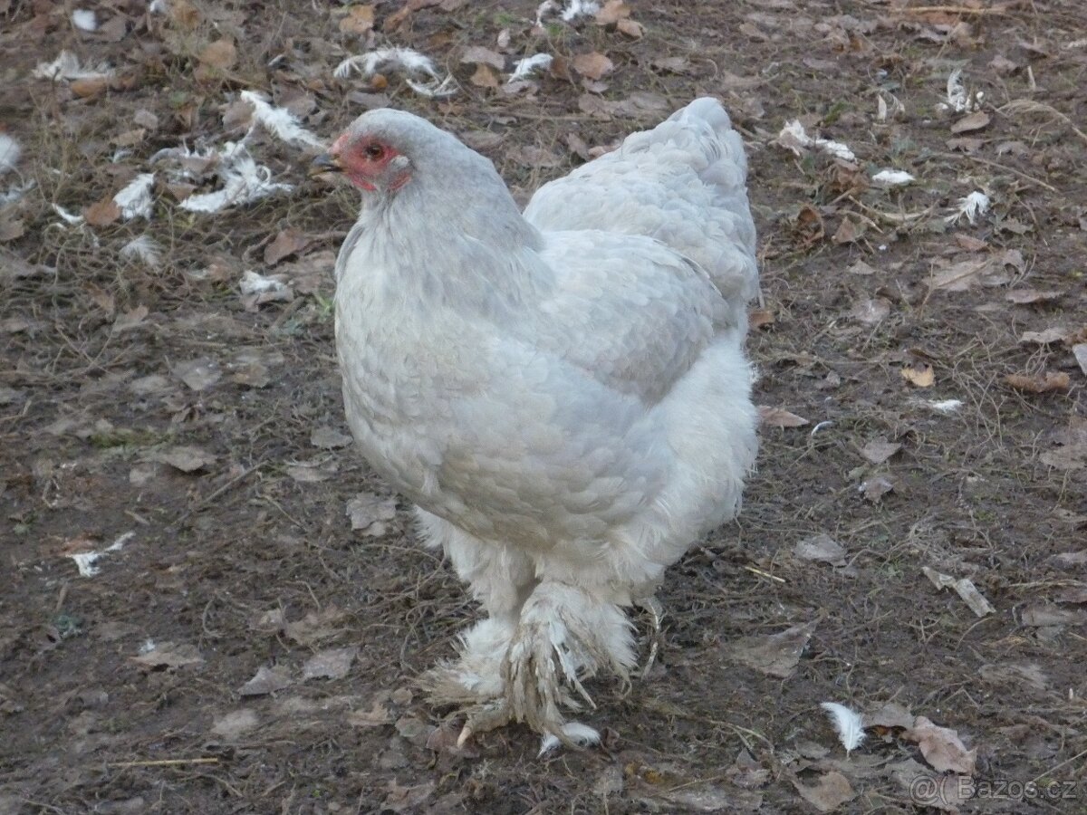 Brahmanka velká lavender 1,1 - 3