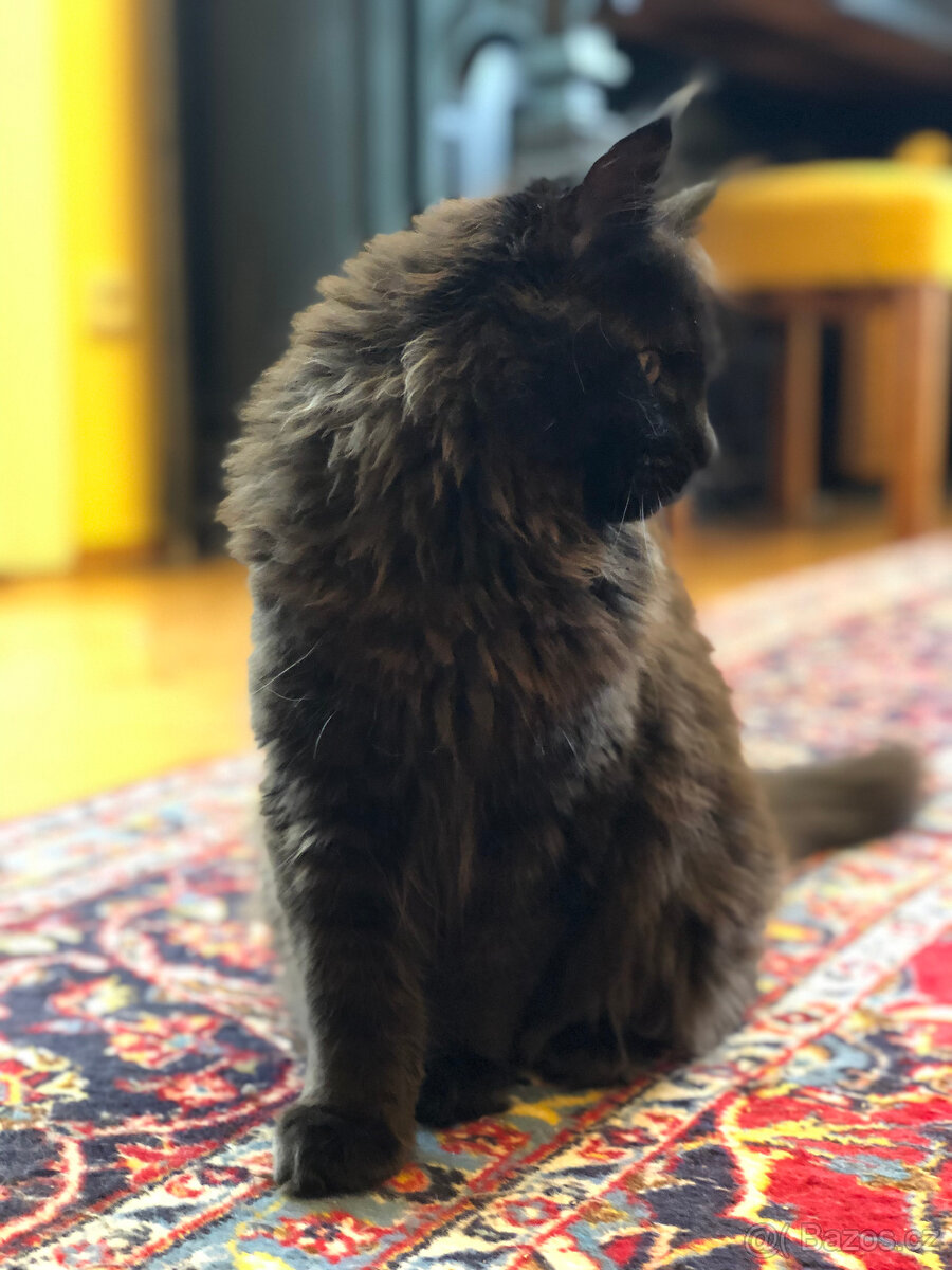 Mainská mývalí s PP - 3