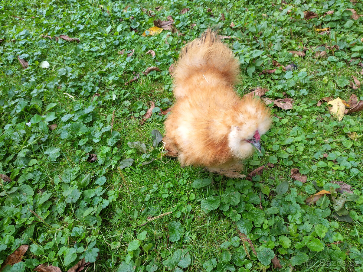 hedvábnička kohoutek - 3