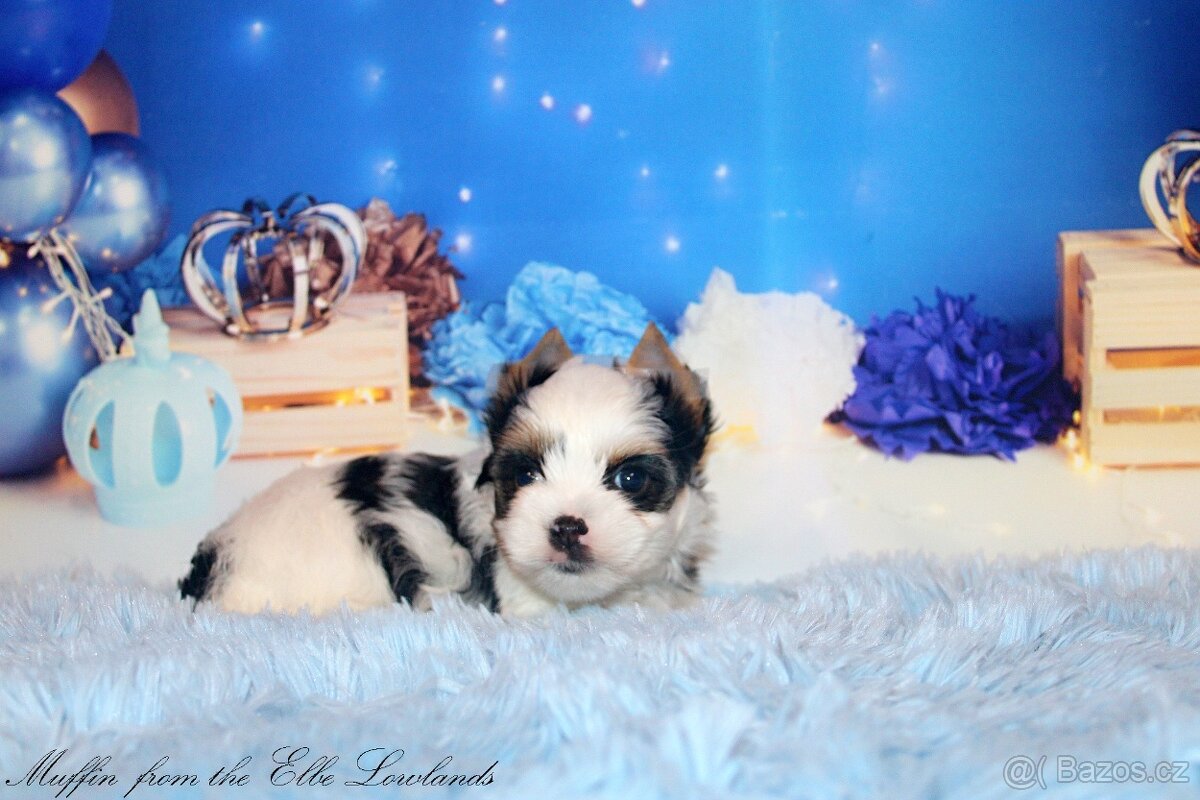 biewer terier s PP jorkšírský - 3