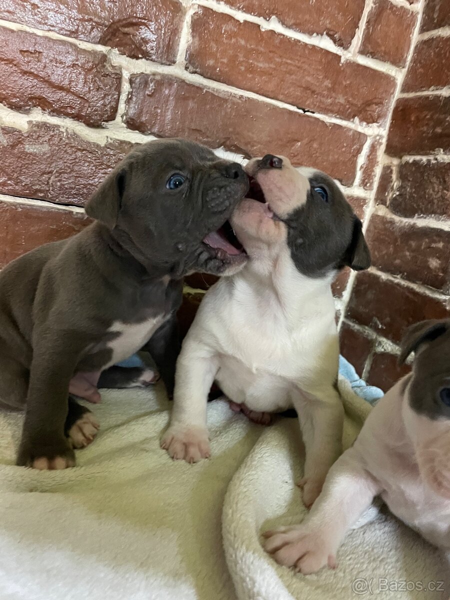 Americký stafordšírsky teriér - 3