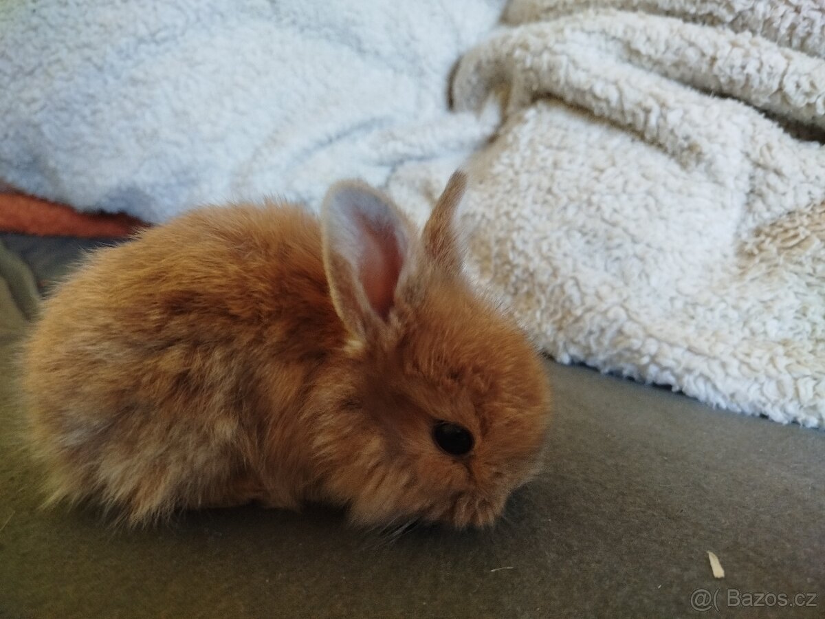 mlaďata Minilop - 3