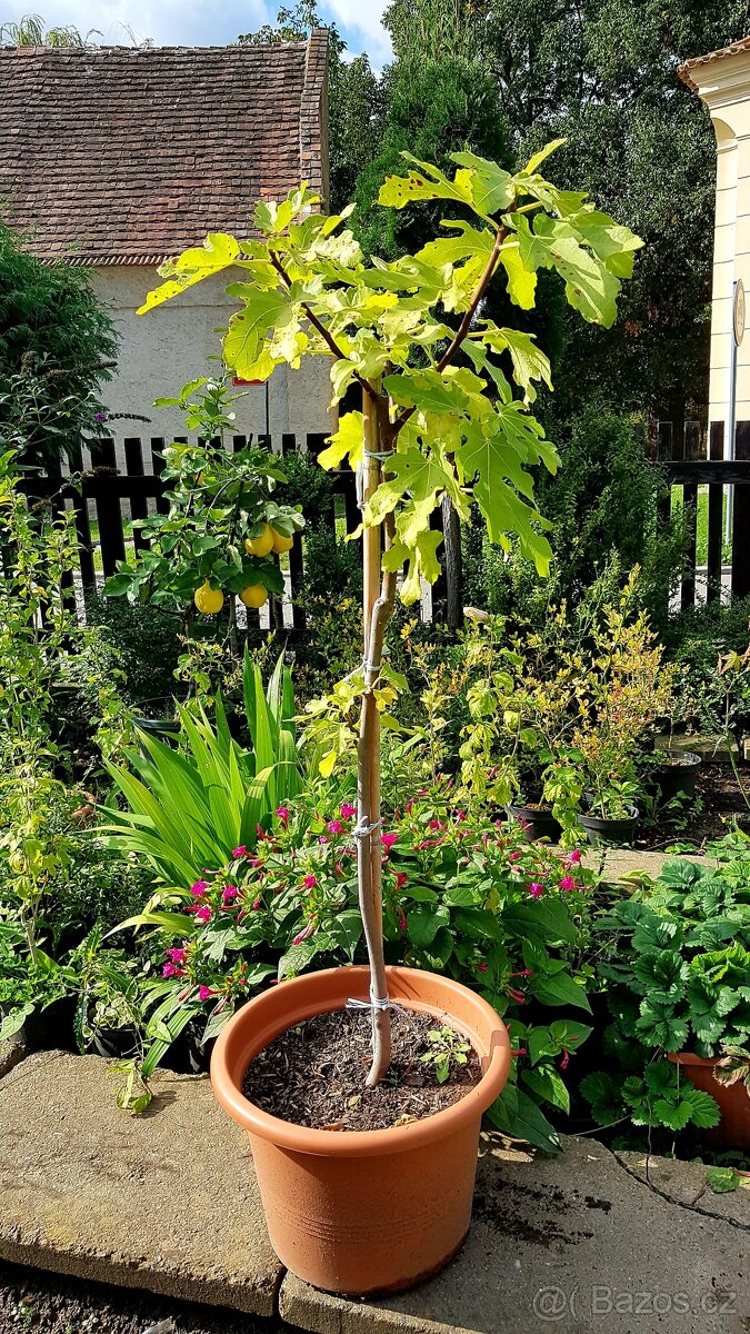Fíkovník, Ficus carica, stromky - 3