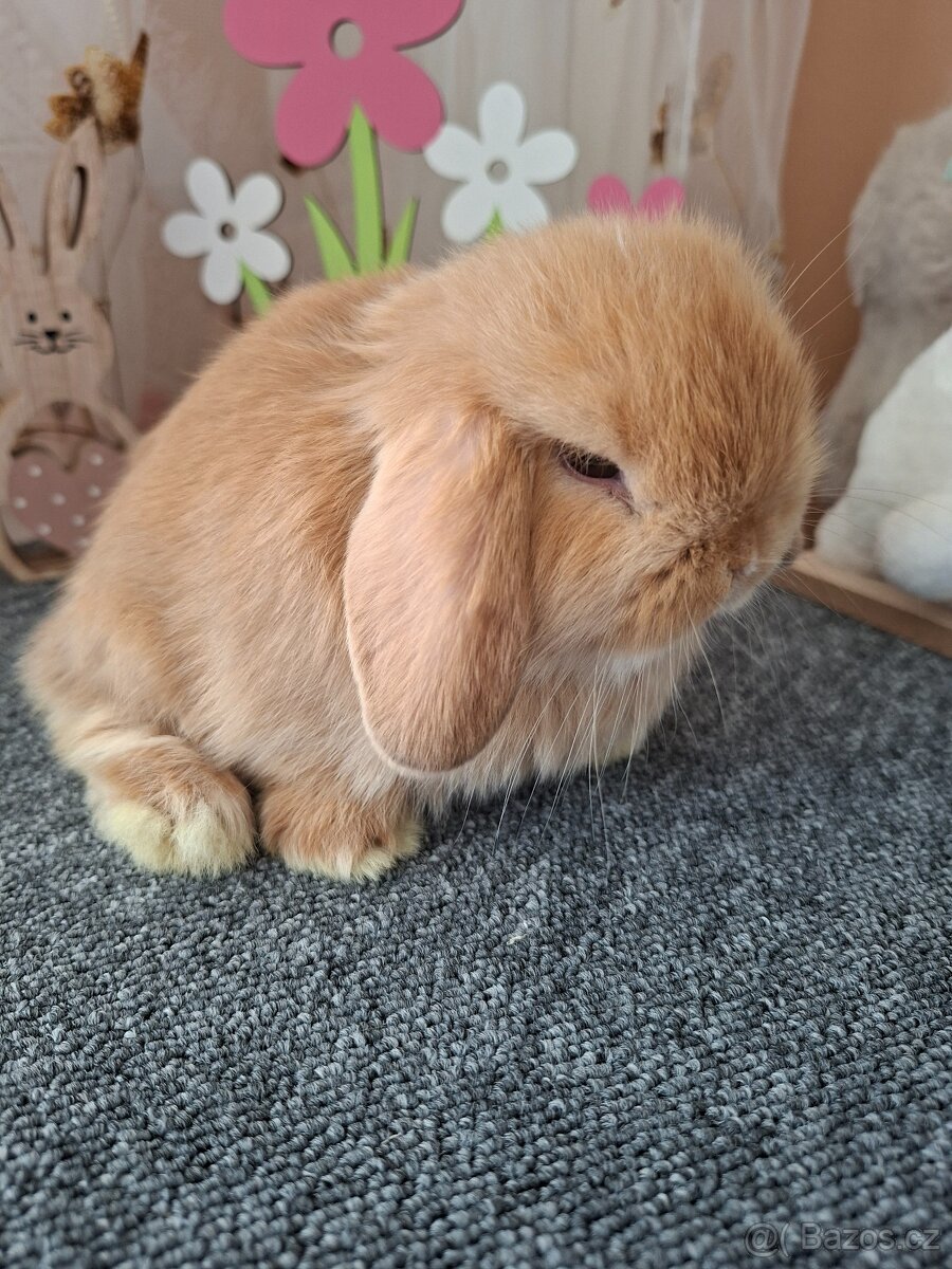Mini Lop - 3