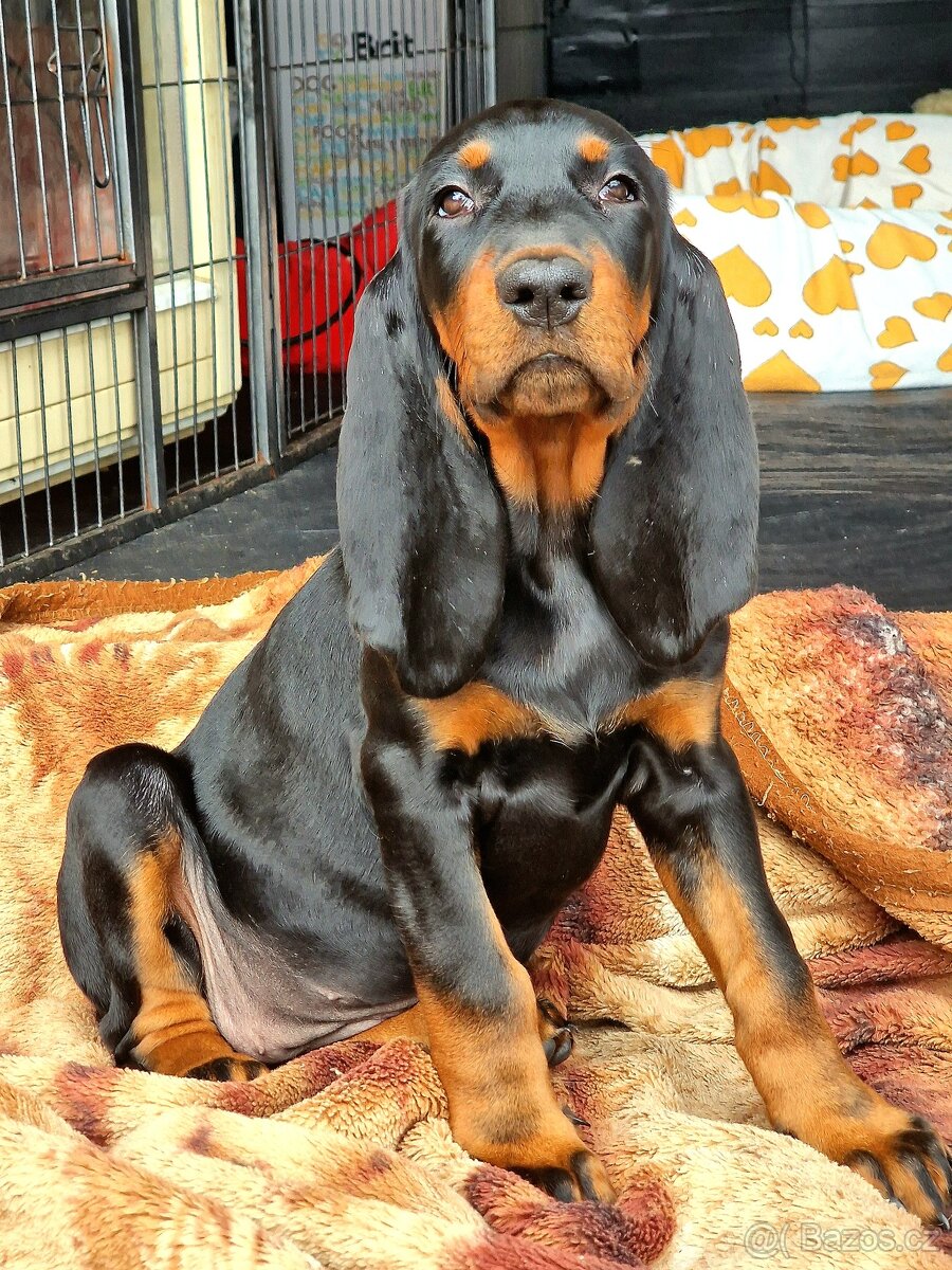 Black and Tan Coonhound - 3