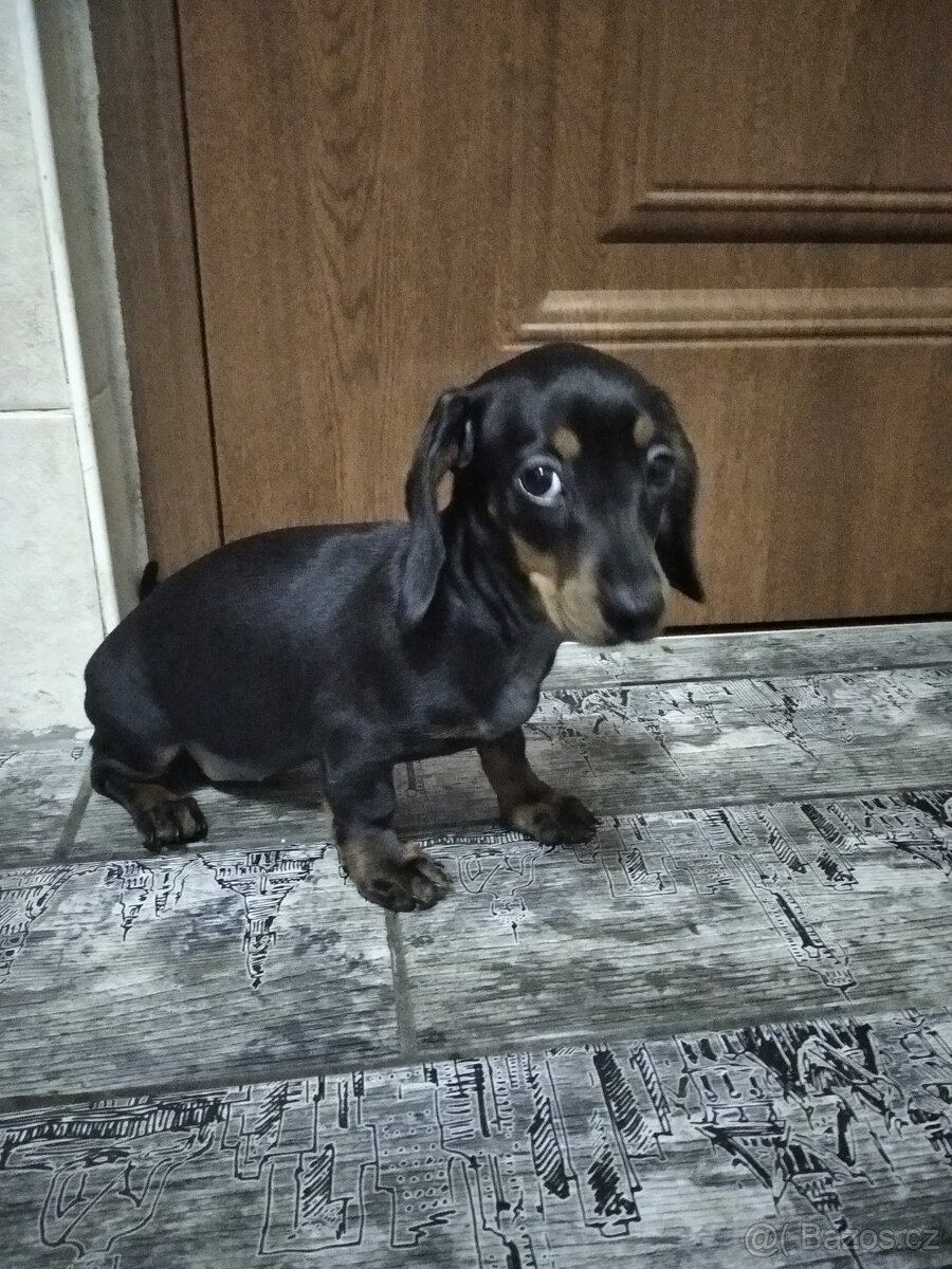 Jezevčík trpasličí - 3