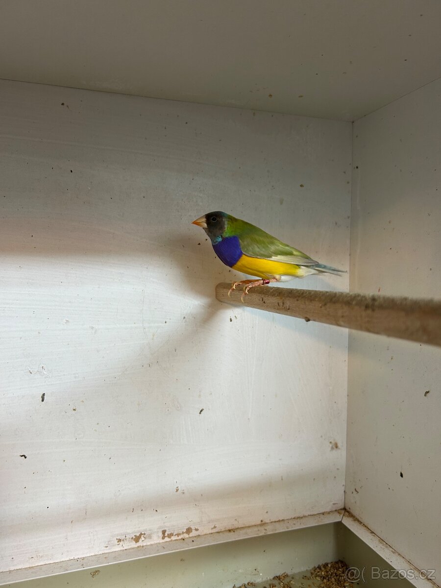 Amadina Gouldové - 3