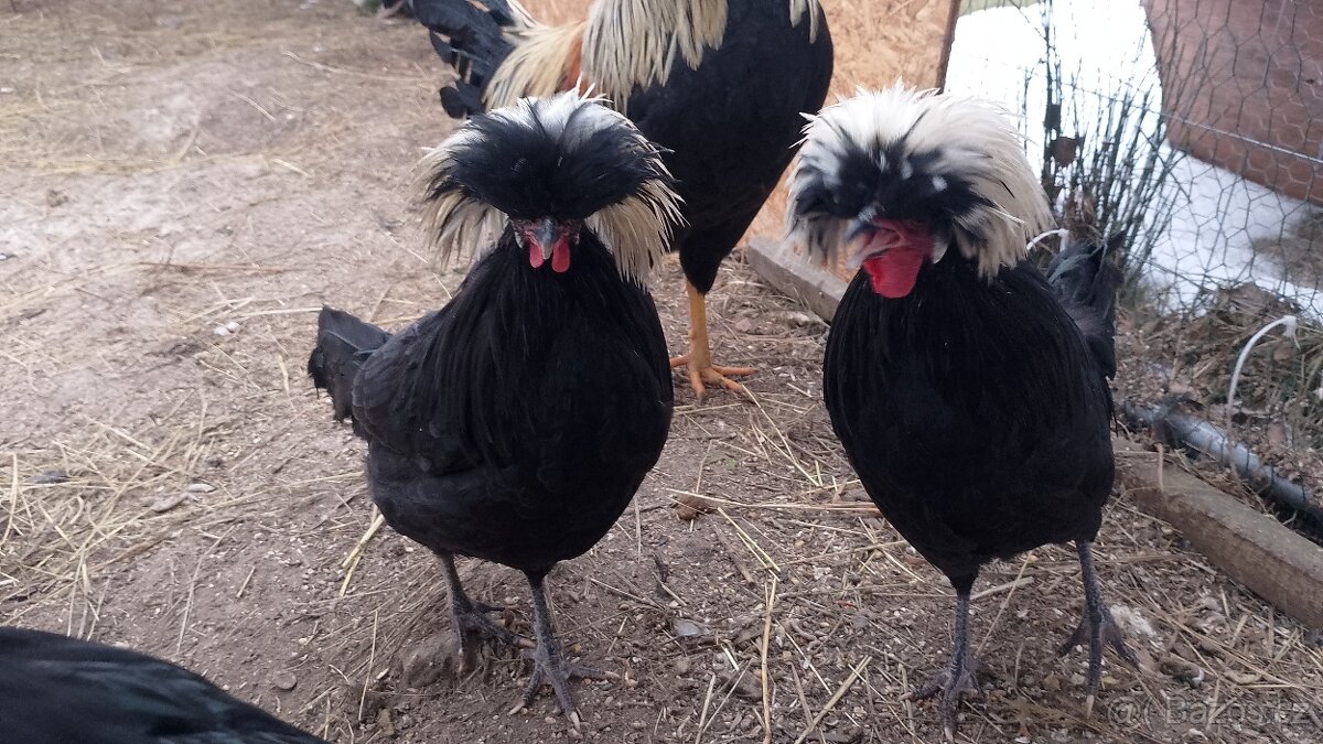 Holandská chocholatá slepice - kohouti - 3