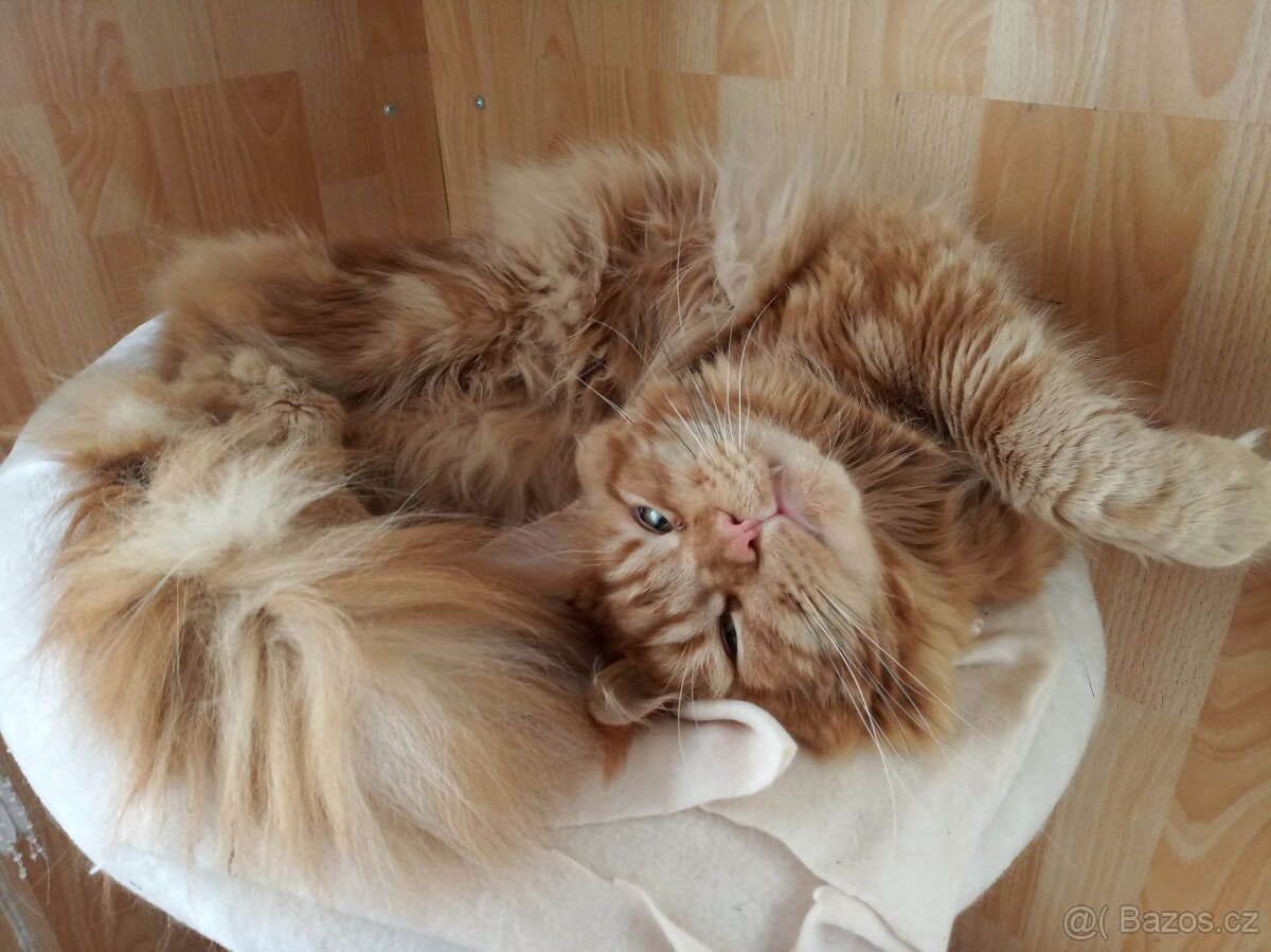 mainský kocour bez oo ke krytí - 3