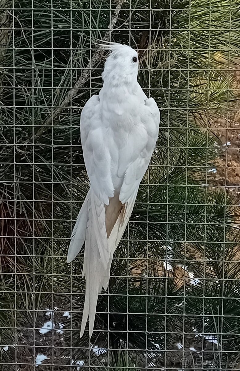 Korela bělohlavá dominantně stříbrná 2F - 3