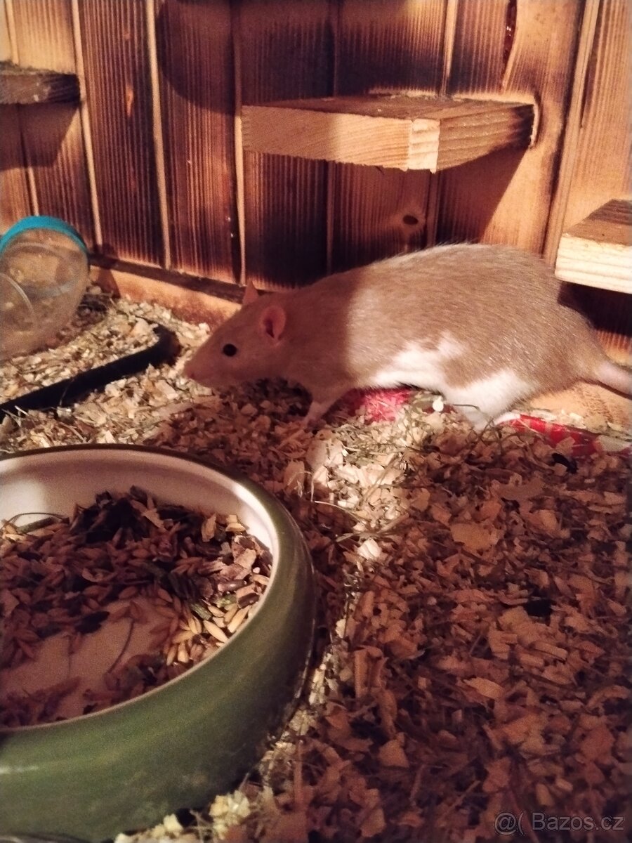 Prodám potkany 🐀🐀 - 3