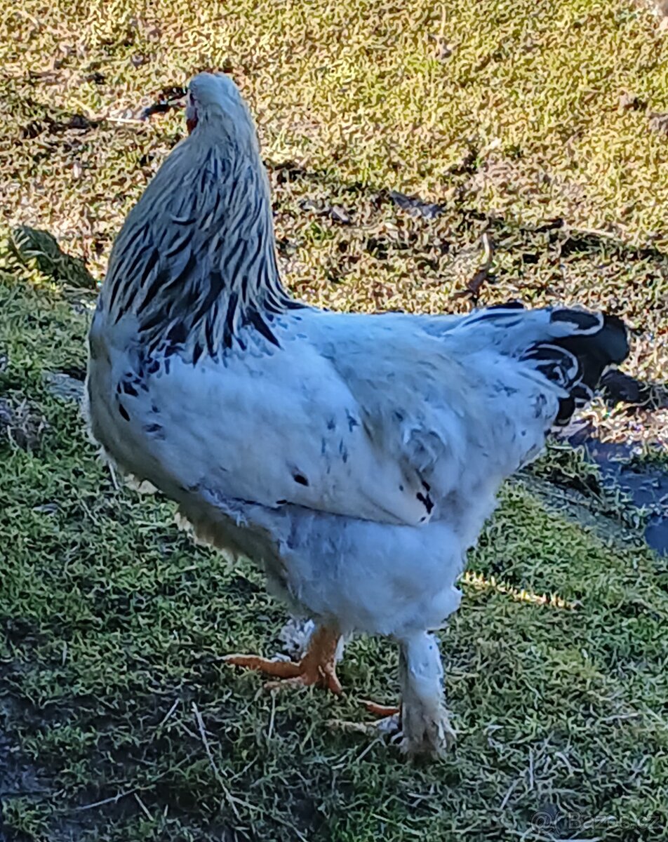 Brahmánka velká kohout - 3