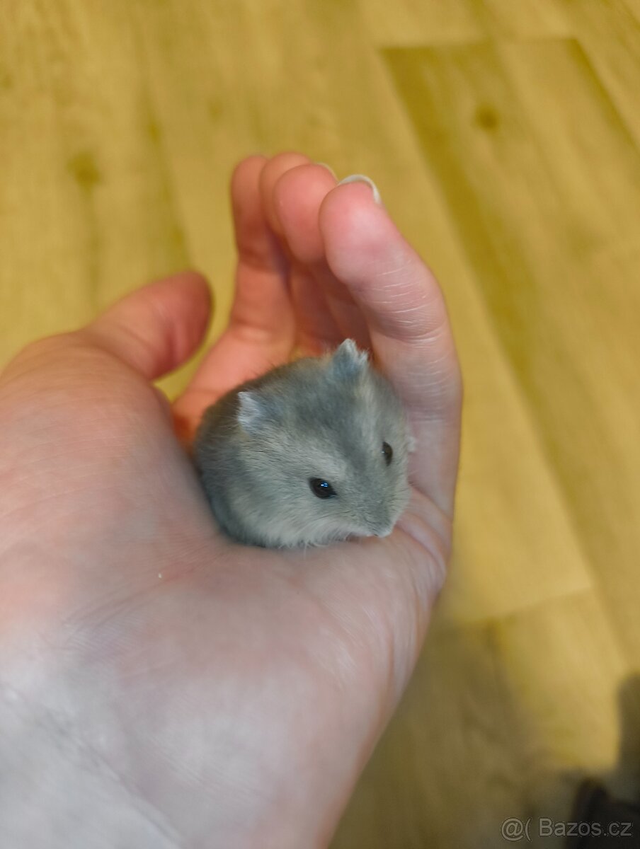 Křeček Džungarský - 3