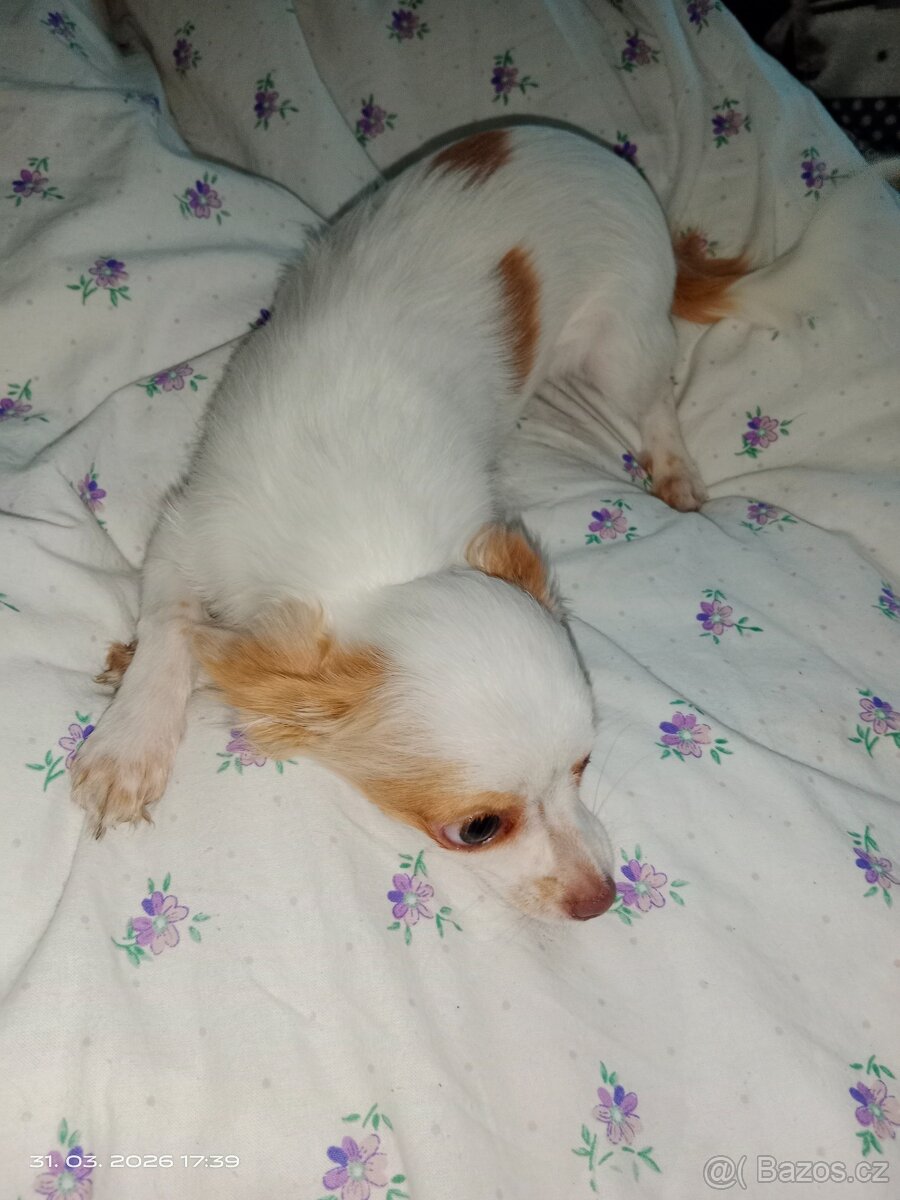 Čivava dlouhosrstá - 3