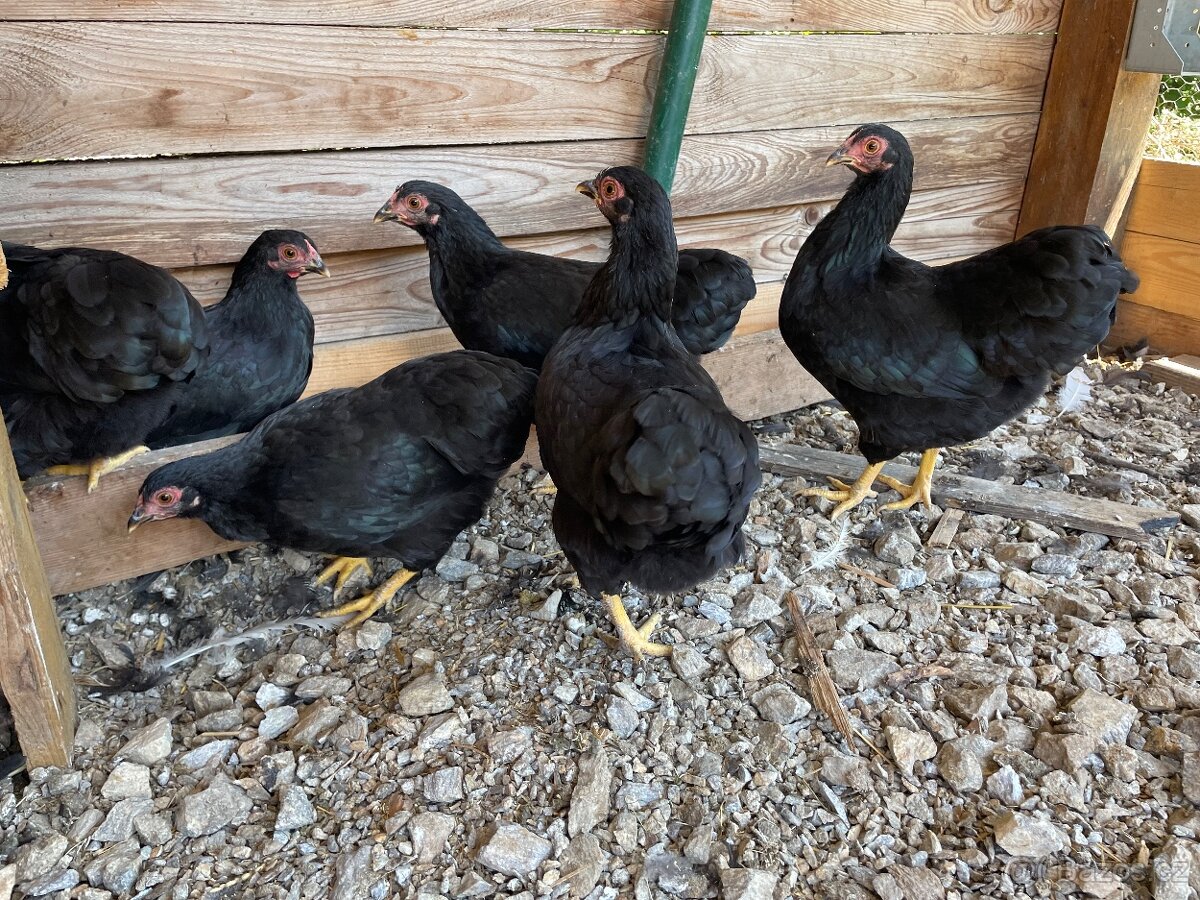 Wyandotka - 3