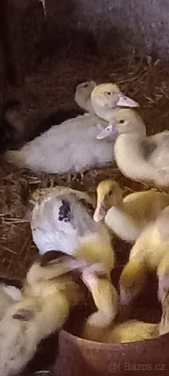 Prodám kachňata - 3