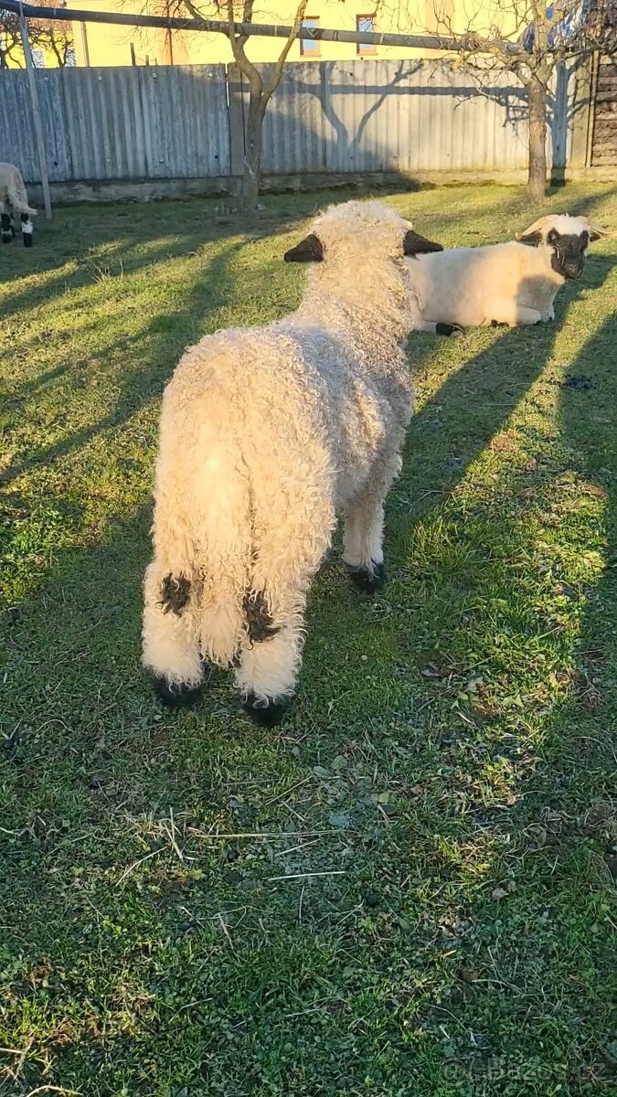 Walliserská černonosá ovce - beránek, walliser - 3