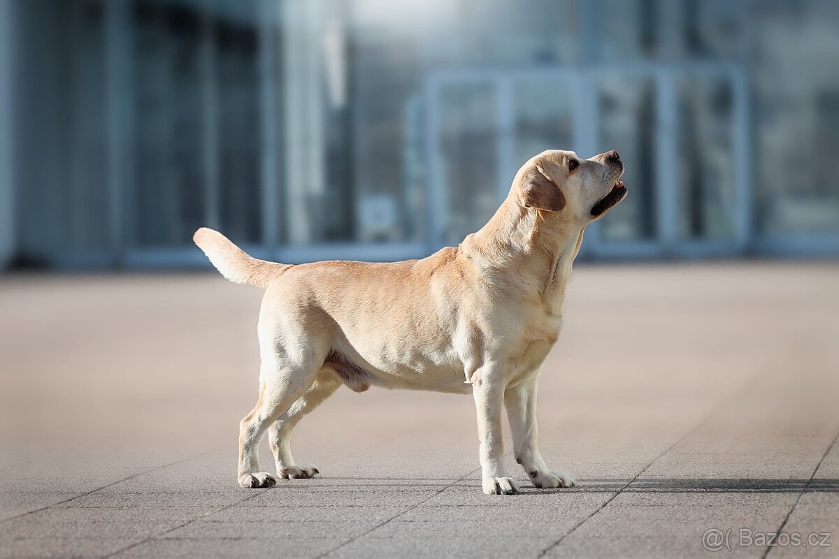 Labrador retriever s PP - Nabídka krytí - 3