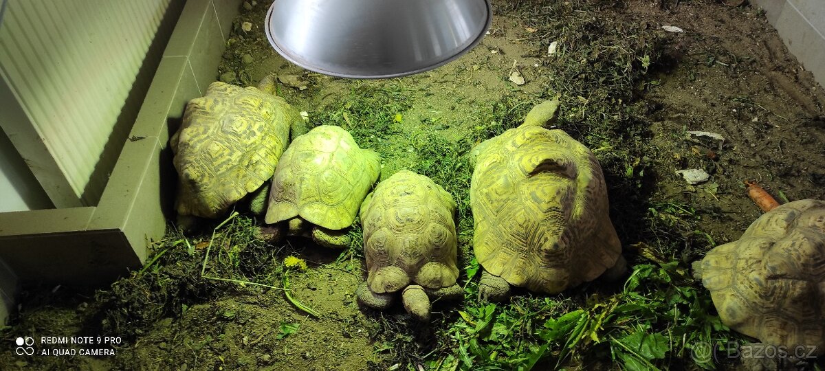 Želva pardálí - 3