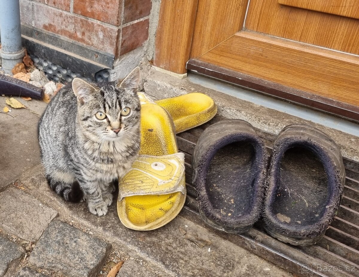 Daruji koťátko - 3