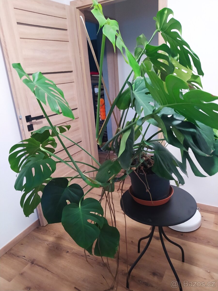 Pokojovka Monstera deliciosa - 3