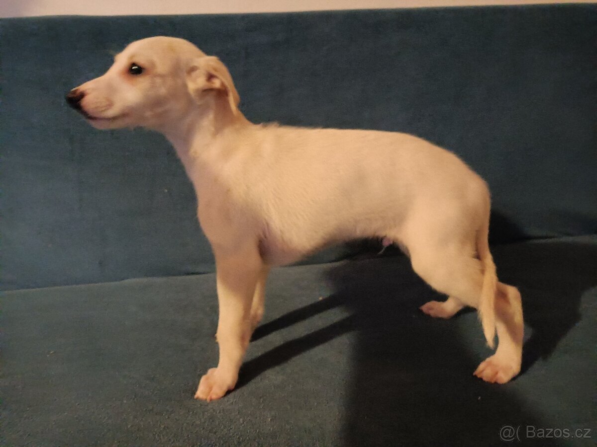 Whippet - štěňátka bez PP - 3