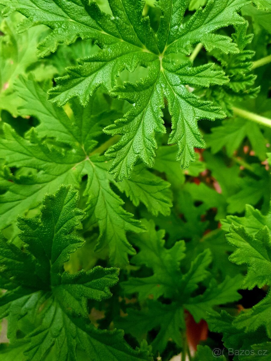 Muškát, citronový Muškát, trvalky, pokojovky, balkonovky - 3