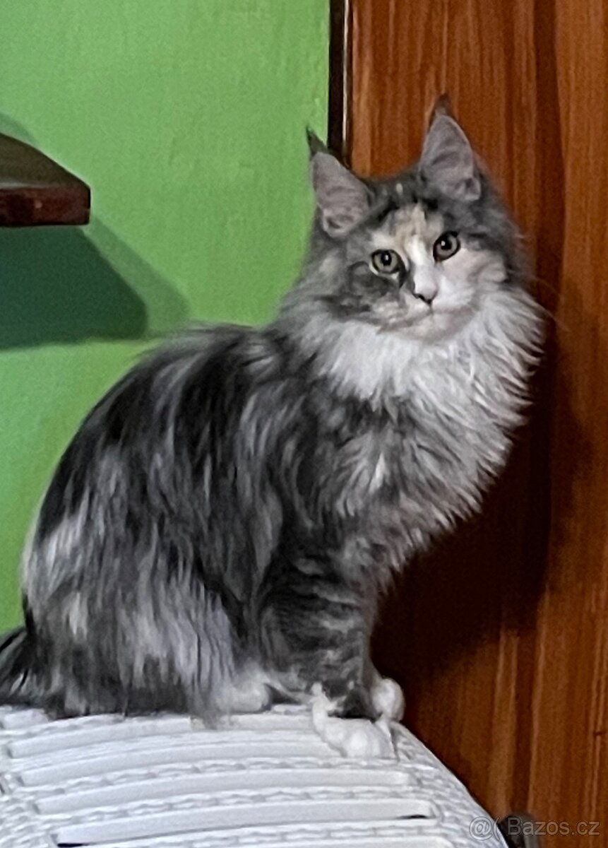 Mainská mývalí s pp - 3