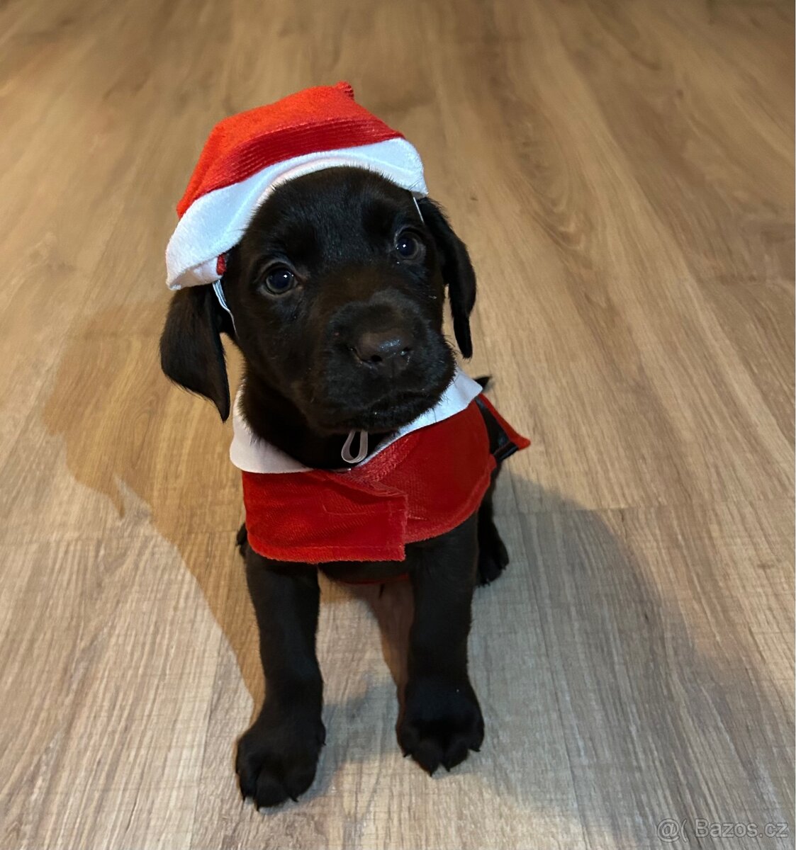 Labradorský retrívr HNĚDÝ - 3