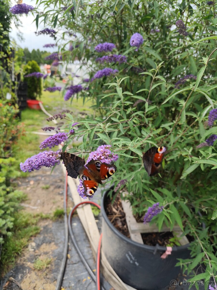 Motýli keř (různé druhy Barvy) - 3