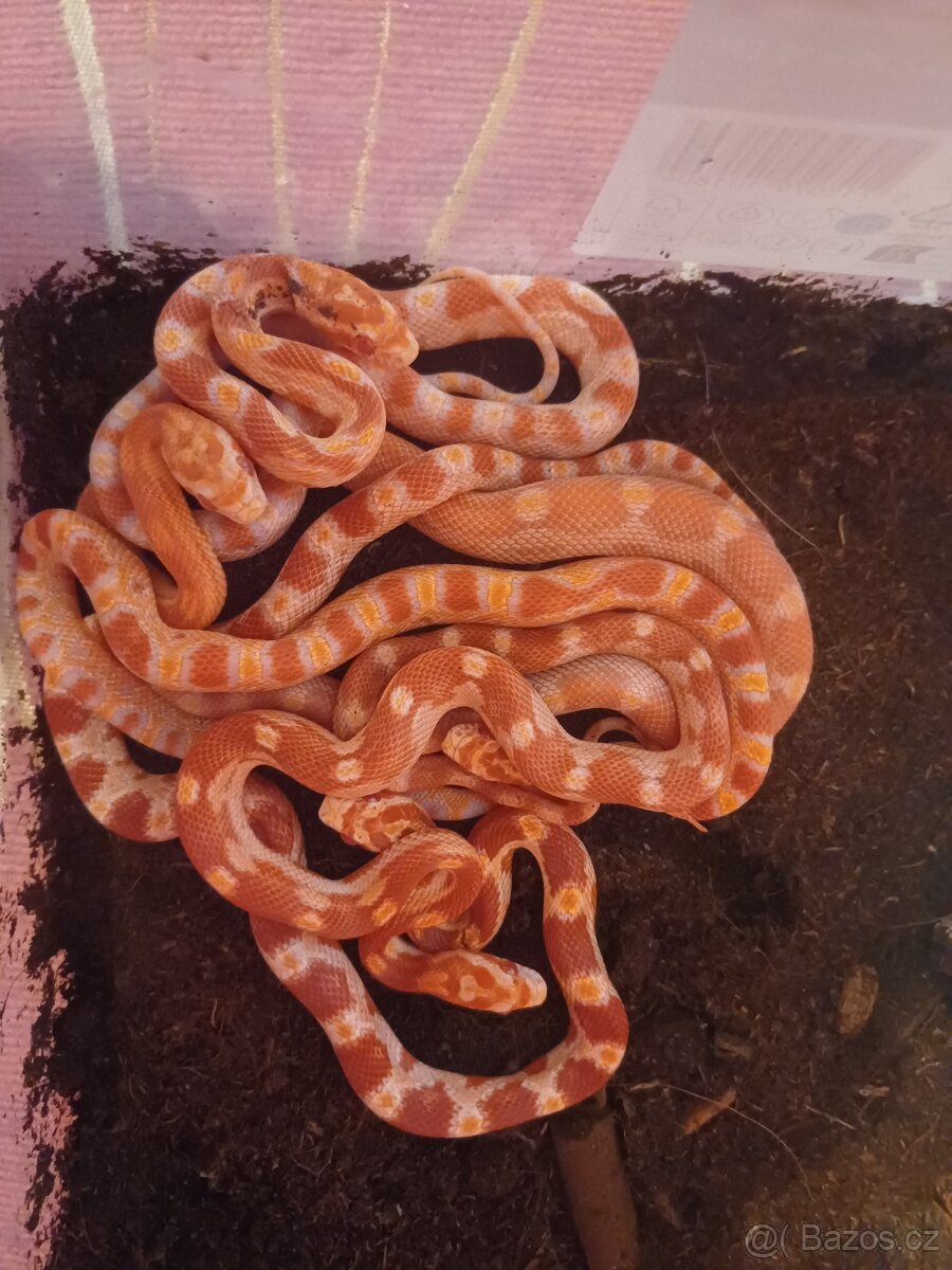 Užovka červená - rozkrmena mladata - 3