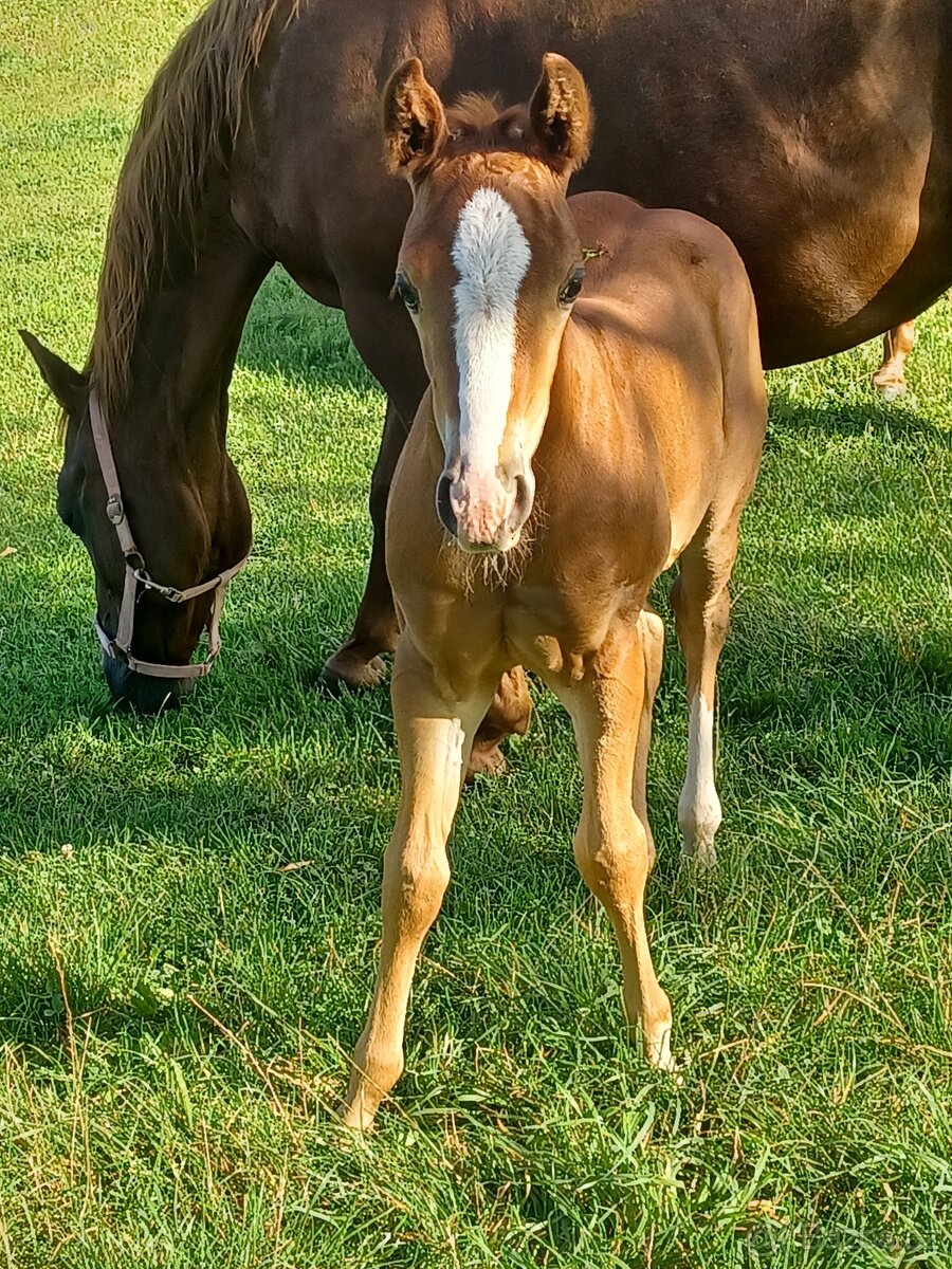Quarter horse klisnička - 3