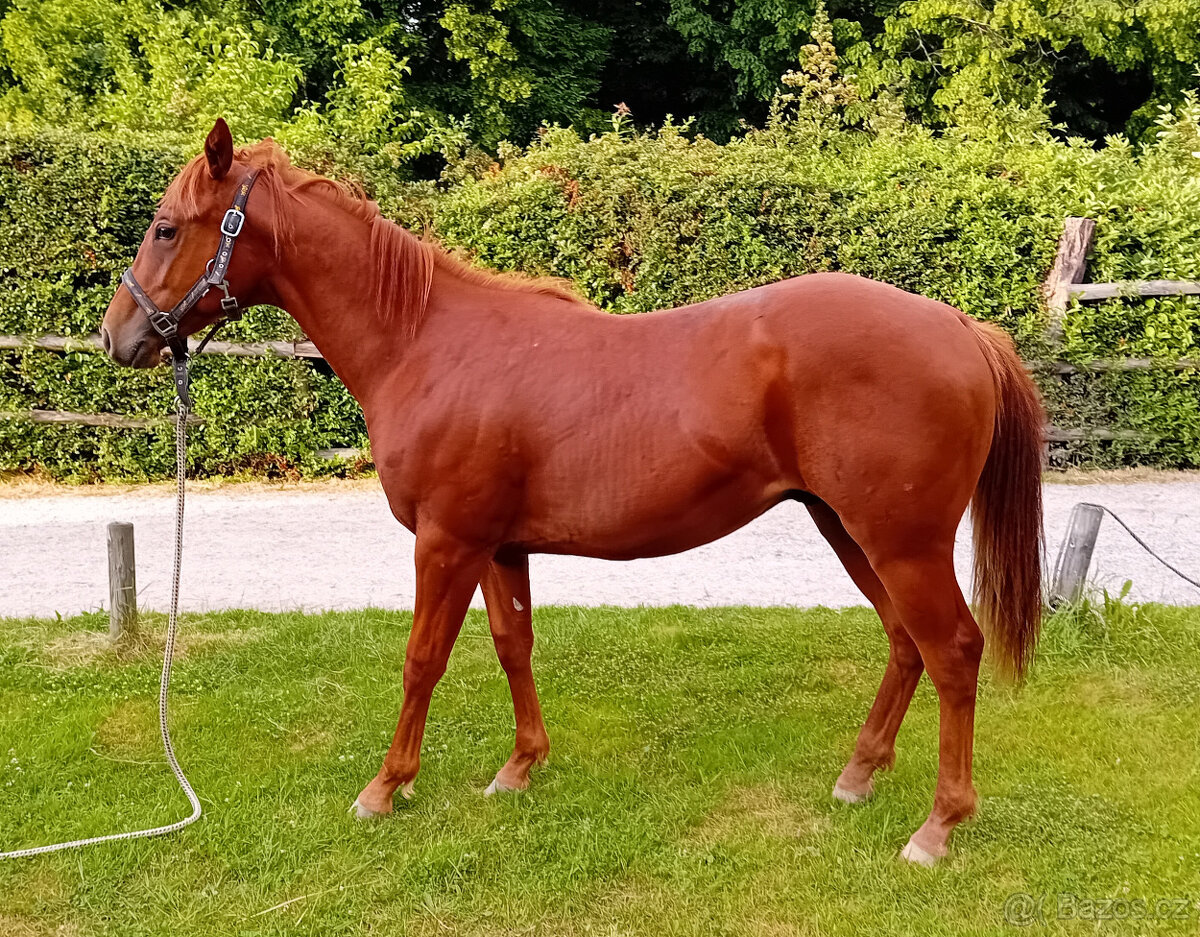 Výcvik jezdců a jízdy na koni. - 3