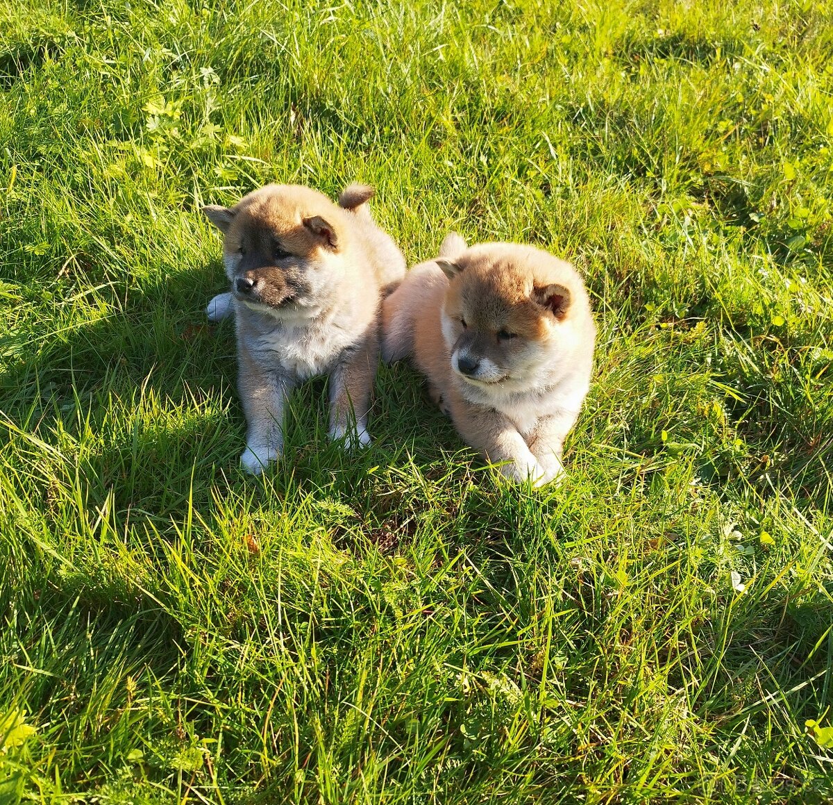 Štěňátka Shiba inu - 3