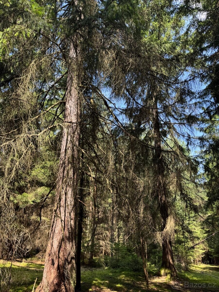 Prodám lesní pozemky v k.ú. Nesměň u Ločenic - 3