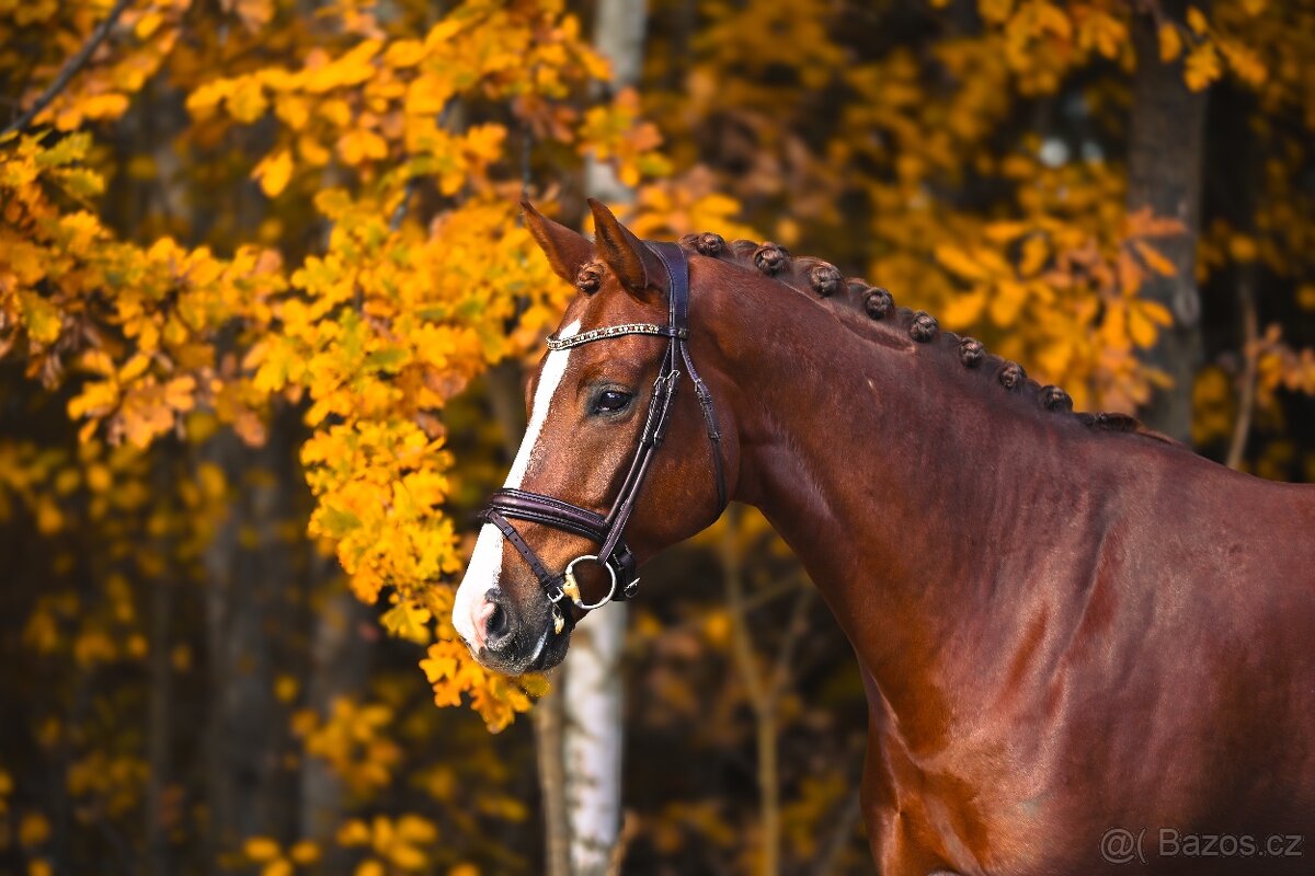 Drezurní westfálský valach - 3