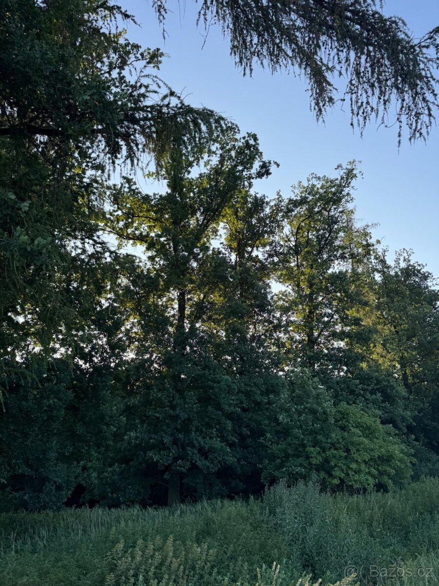 Prodám lesní pozemky v k.ú. Vlašim - 3