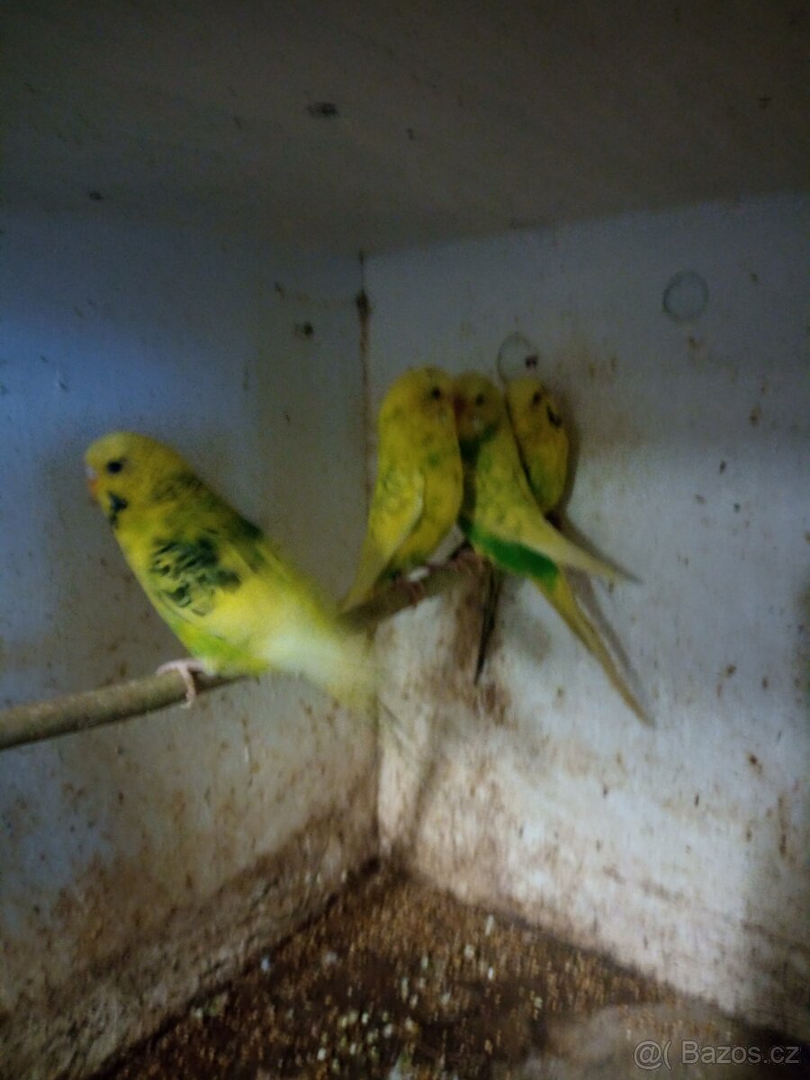 Loňské andulky - 3