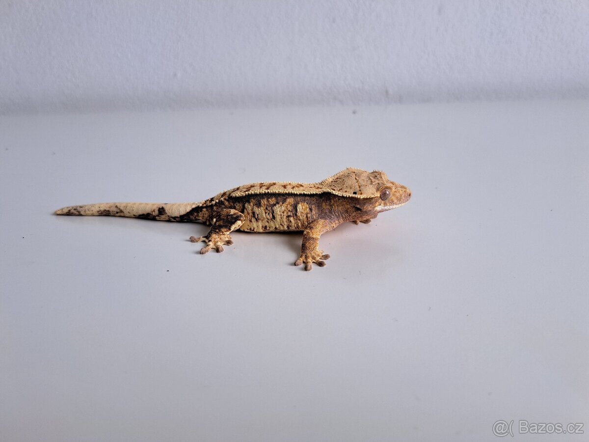 pagekon řasnatý.. - 3