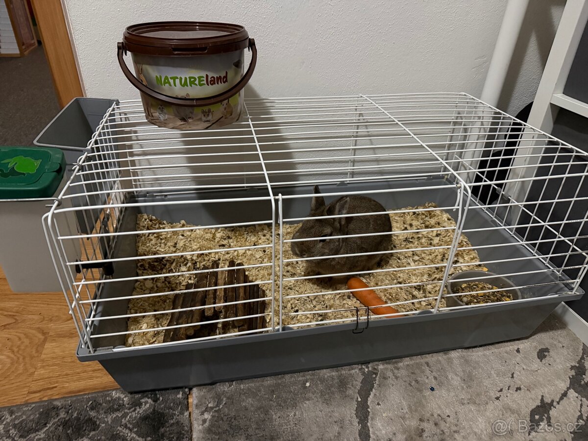 Zakrslý králíček - 3