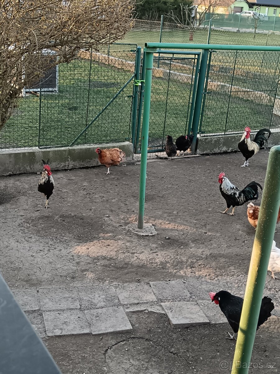 Prodám 4ks osmiměsíčního kohoutů - 3