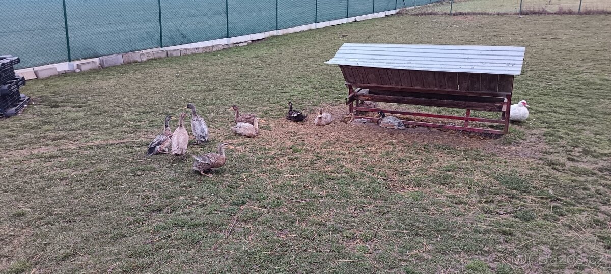 Běžec, běžci - 3