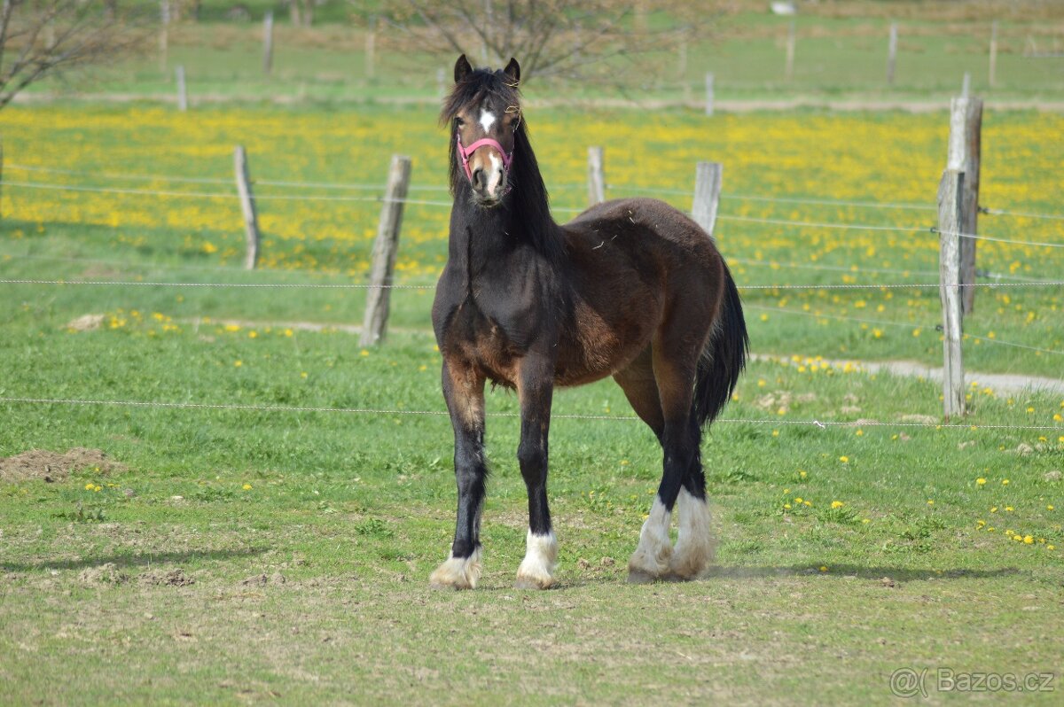 Welsh cob - kobylka - 3