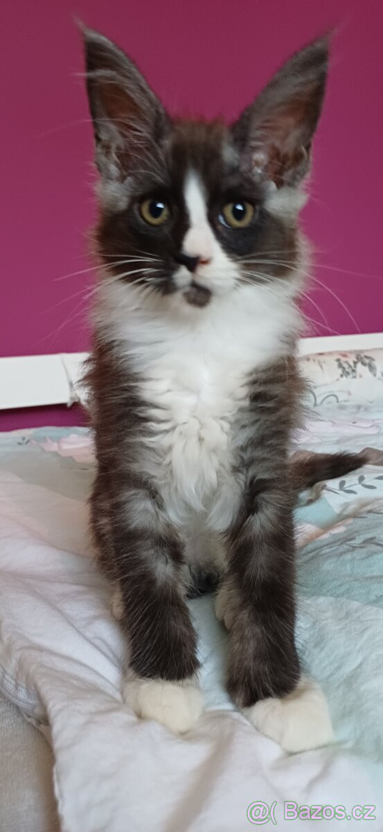 Mainská mývalí koťátka bez pp - 3