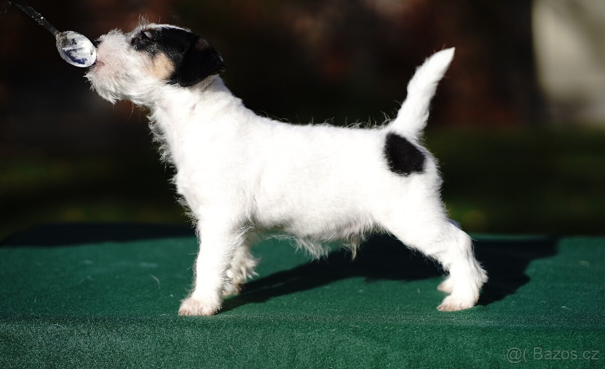Štěňátko - pejsek Jack Russell Teriéra s PP - 3