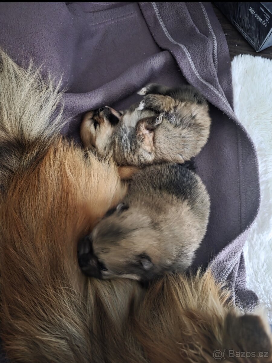 Štěňata pomeraniana - 3