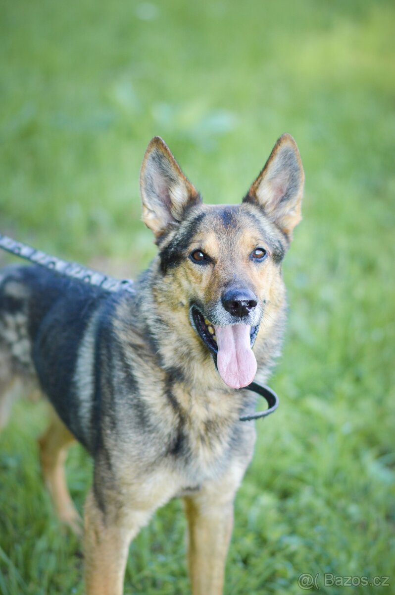 REX - energický 6ti letý kříženec Německý ovčák - 3