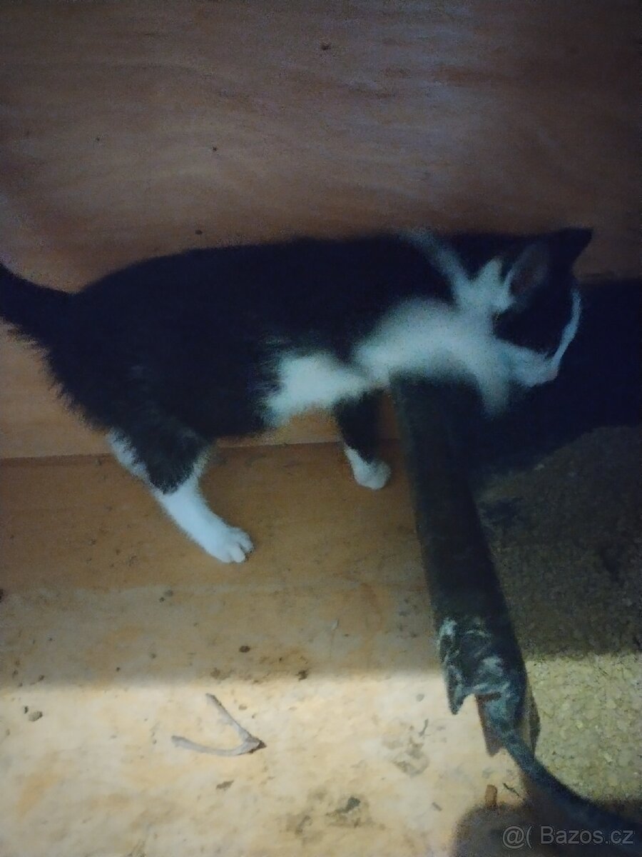 Koťátko - 3